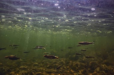 Suyun altında küçük balık sürüsü, tatlı su kasvetli balık ançüezli deniz manzarası