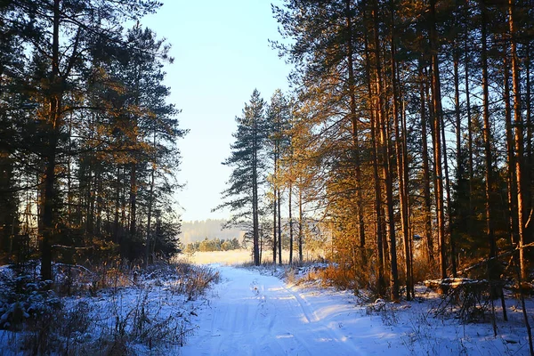 Solig Utsikt Vinterskog Sol Landskap Natur — Stockfoto