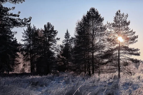 Weihnachtsbaum Winter Wald Weihnachtslandschaft — Stockfoto