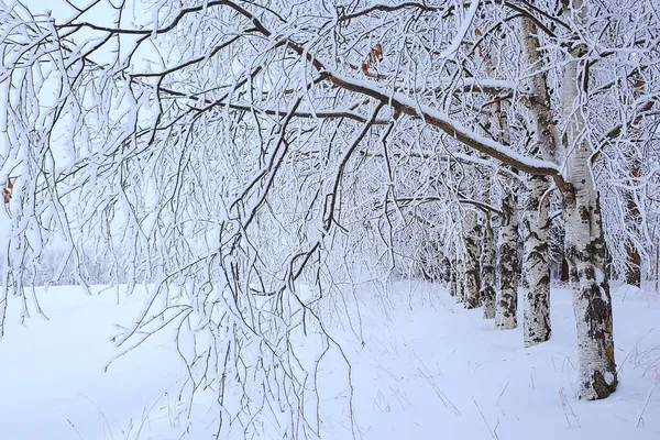 Arbres Paysage Hiver Couverts Givre — Photo