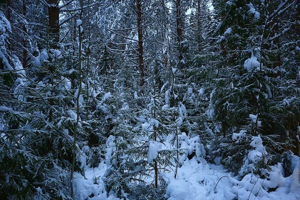 Зимние Ели Лесном Ландшафте Снегом Покрытым Декабре — стоковое фото