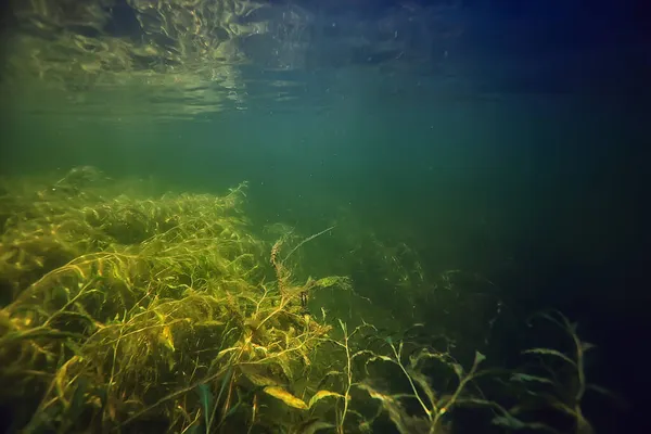 Zielone Algi Pod Wodą Rzece Krajobraz Rzeczny Ekologia Natura — Zdjęcie stockowe