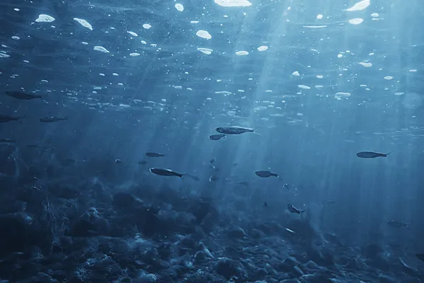 Fisk Undervattensstim Abstrakt Bakgrund Natur Hav Ekosystem — Stockfoto