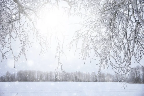 Winter Background Snowfall Trees Abstract Blurred White — Stock Photo, Image