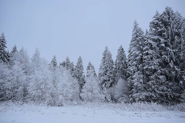 Forêt Conifères Couverte Givre Paysage Hivernal Arbres Neige — Photo