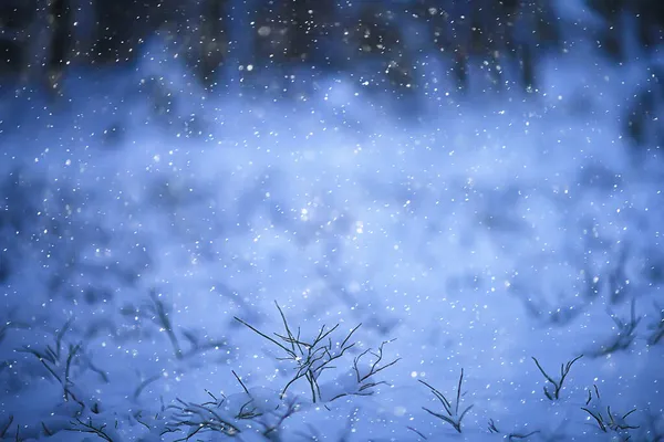 Grenar Täckta Med Frost Bakgrund Abstrakt Vinter December — Stockfoto