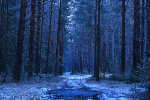 Noite Paisagem Floresta Inverno Vista Árvores Escuras Místico — Fotografia de Stock