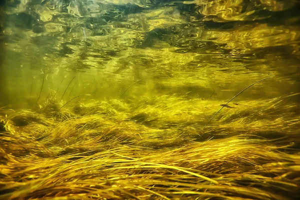Podwodne Świeże Wody Zielone Tło Promieni Słonecznych Pod Wodą — Zdjęcie stockowe