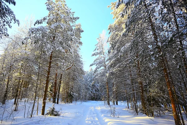 12月覆盖着积雪的森林景观中的冷杉树 — 图库照片