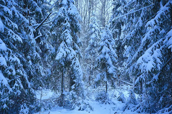 Jodły Zimowe Krajobrazie Lasu Śniegiem Pokrytym Grudniem — Zdjęcie stockowe