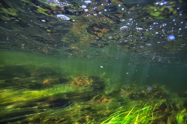 Algas Verdes Bajo Agua Paisaje Fluvial Paisaje Ecología Naturaleza — Foto de Stock