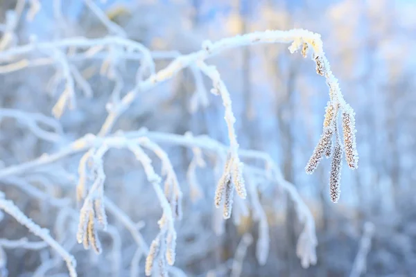 Ветки Покрытые Морозным Фоном — стоковое фото