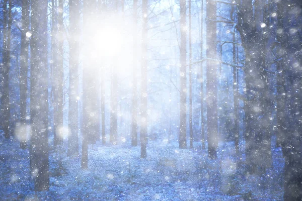 겨울을 배경으로 내리는 나무들은 추상적으로 하얀색으로 얼룩져 — 스톡 사진