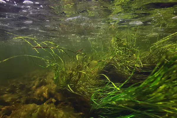 Zelené Řasy Pod Vodou Říční Krajině Říční Krajina Ekologie Příroda — Stock fotografie