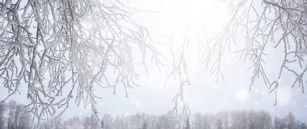 Gałęzie Pokryte Mrozem Tło Abstrakcyjne Zima Widok Grudzień — Zdjęcie stockowe
