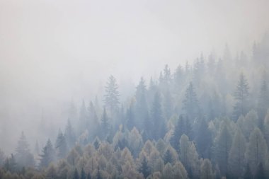 Sonbahar sisi orman dağları, ağaçlar sis manzarası