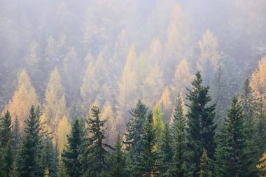 Sonbahar sisi orman dağları, ağaçlar sis manzarası