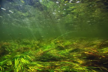 Suyun altında taze su, altında güneş ışınları olan yeşil arka plan, su