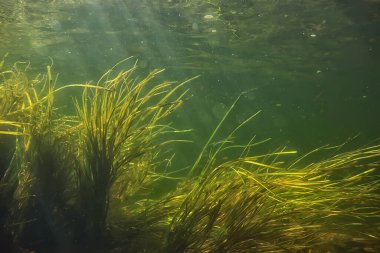 green algae underwater in the river landscape riverscape, ecology nature clipart