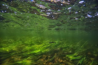 Nehir manzarasında yeşil yosunlar, nehir manzarası, ekoloji doğası.