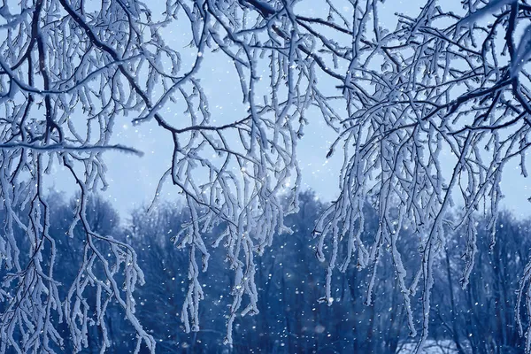 Takken Bedekt Met Vorst Achtergrond Abstracte Winter December Uitzicht — Stockfoto