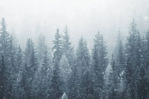 Barrskog Täckt Med Hjorfrost Bakgrund Vinter Landskap Snö Träd — Stockfoto