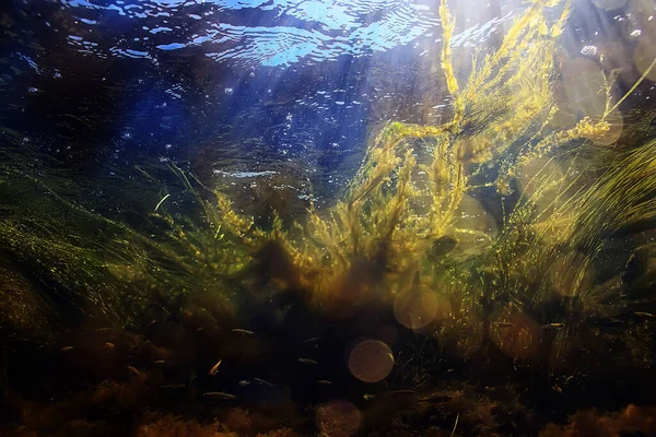 green algae underwater in the river landscape riverscape, ecology nature