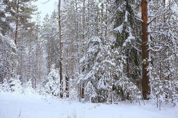 Nadelwald Mit Raureif Bedeckt Hintergrund Winterlandschaft Schneebäume — Stockfoto