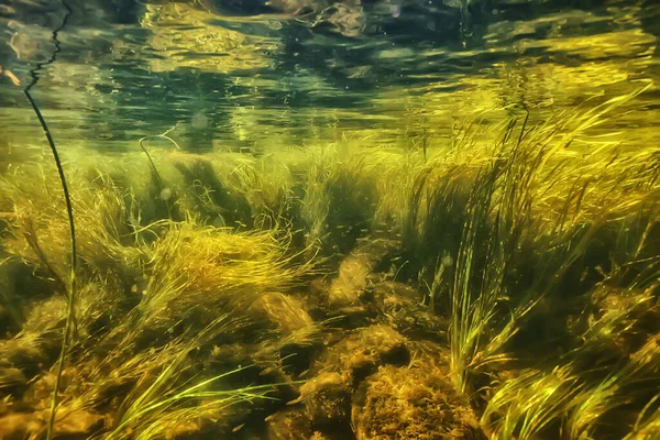 Зелені Водорості Під Водою Річці Пейзаж Річки Екологічна Природа — стокове фото