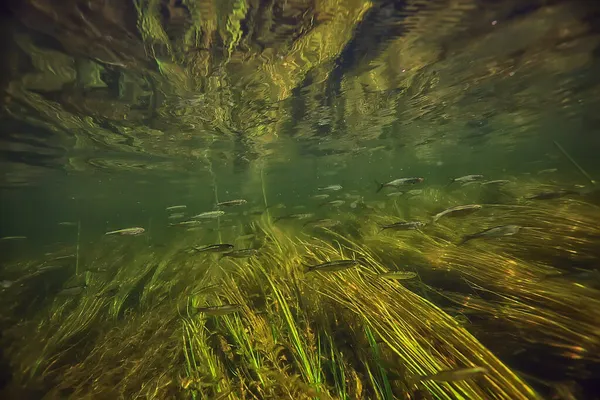 Algues Vertes Sous Marines Dans Paysage Fluvial Paysage Fluvial Écologie — Photo