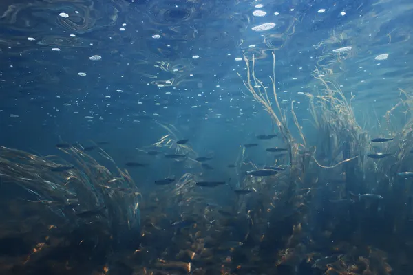 Peces Bajo Agua Cardumen Abstracto Fondo Naturaleza Mar Océano Ecosistema — Foto de Stock