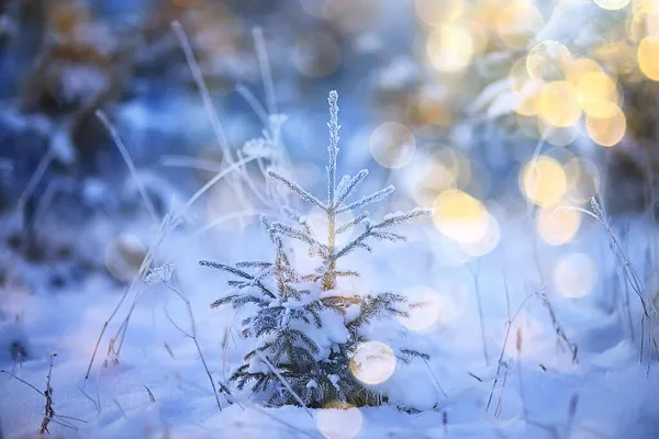 冬季森林里的圣诞树 圣诞节的风景 — 图库照片