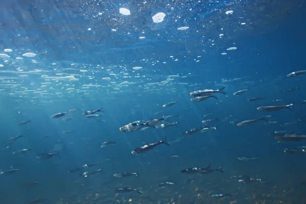 Pesce Subacqueo Secca Astratto Sfondo Natura Mare Oceano Ecosistema — Foto Stock