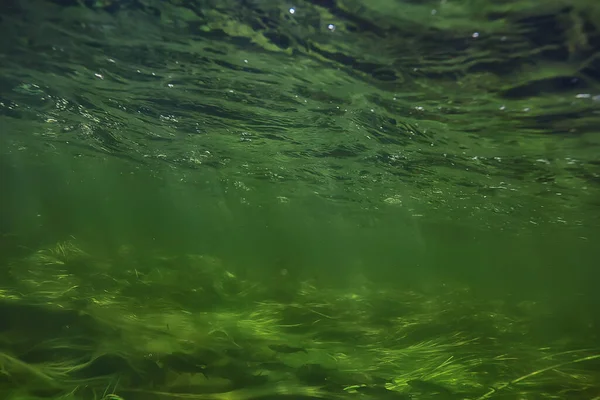 Algas Verdes Bajo Agua Paisaje Fluvial Paisaje Ecología Naturaleza — Foto de Stock