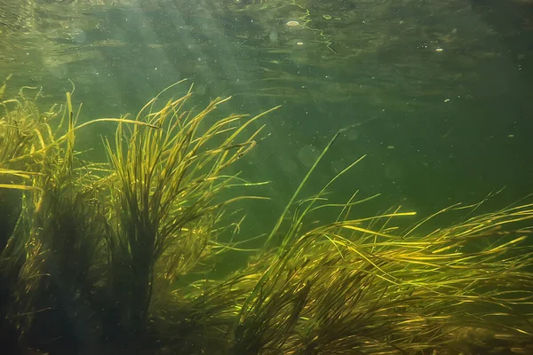 Alghe Verdi Sott Acqua Nel Paesaggio Fluviale Paesaggio Fluviale Natura — Foto Stock
