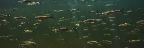 수심에 물고기 떼가물 — 스톡 사진