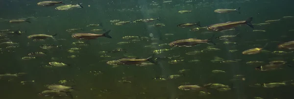 Bandada Peces Pequeños Bajo Agua Peces Desolados Agua Dulce Paisaje —  Fotos de Stock