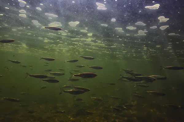 Bando Peixes Pequenos Subaquáticos Peixes Água Doce Sombrios Anchova Paisagem — Fotografia de Stock