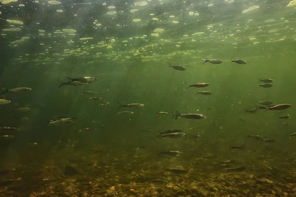 Schwarm Von Kleinen Fischen Unter Wasser Süßwasser Trostlose Fische Sardellen — Stockfoto