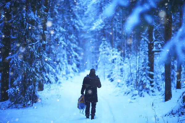 Noite Paisagem Floresta Inverno Vista Árvores Escuras Místico — Fotografia de Stock