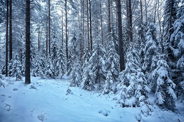 12月に雪に覆われた森の中の冬のモミの木 — ストック写真