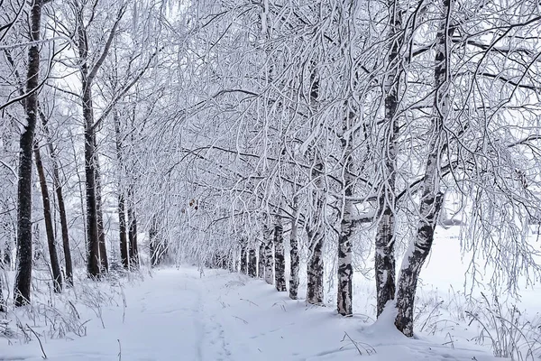 Kış manzarası ağaçları kırağı kaplamış.