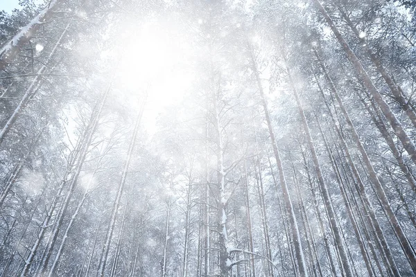 Inverno Fundo Neve Queda Árvores Abstrato Borrado Branco — Fotografia de Stock