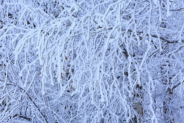 Κλαδιά Καλύπτονται Φόντο Παγετό Αφηρημένη Άποψη Του Χειμώνα Δεκέμβριος — Φωτογραφία Αρχείου