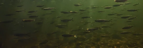 Flock Small Fish Underwater Freshwater Bleak Fish Anchovy Seascape — Stock Photo, Image