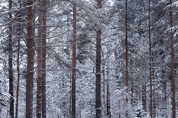 Abeti Invernali Nel Paesaggio Forestale Con Neve Coperta Nel Mese — Foto Stock