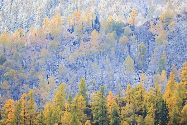 Sonbahar Sisi Orman Dağları Ağaçlar Sis Manzarası — Stok fotoğraf