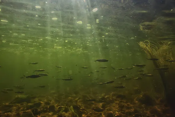 Риба Під Водою Абстрактний Фон Природа Море Океанська Екосистема — стокове фото