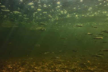 Suyun altında küçük balık sürüsü, tatlı su kasvetli balık ançüezli deniz manzarası