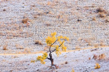 Dağlar karla kaplı altai manzarası, arka planda kar zirvesi manzarası